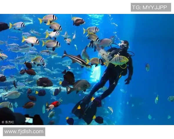 鲸鱼足球:探索海洋与足球的奇妙结合与环保意识的提升